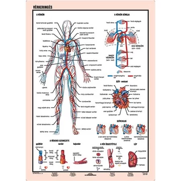 Tanulói munkalap, A4,  STIEFEL "Vérkeringés"